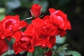 Rosa 'Black Forrest Rose' 3
